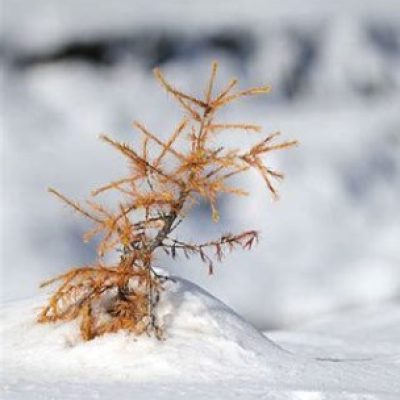 Logo de l'Expé Mélange de jaune et de blanc